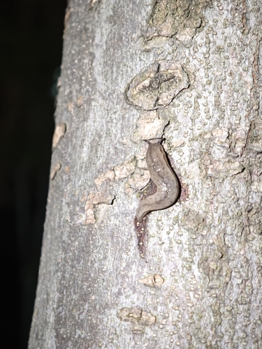 Chinese Slug