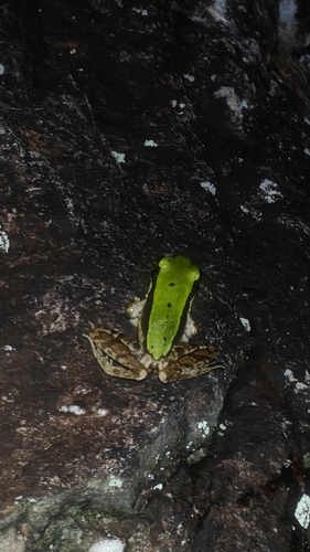 Longtoushan Large Odorous Frog