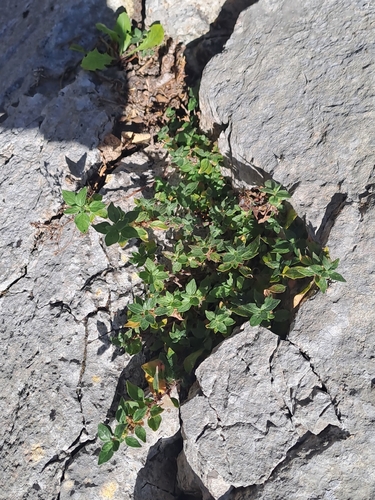pellitory-of-the-wall