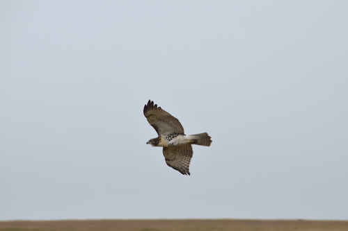 Red-tailed Hawk