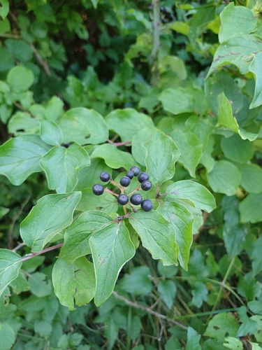 common dogwood