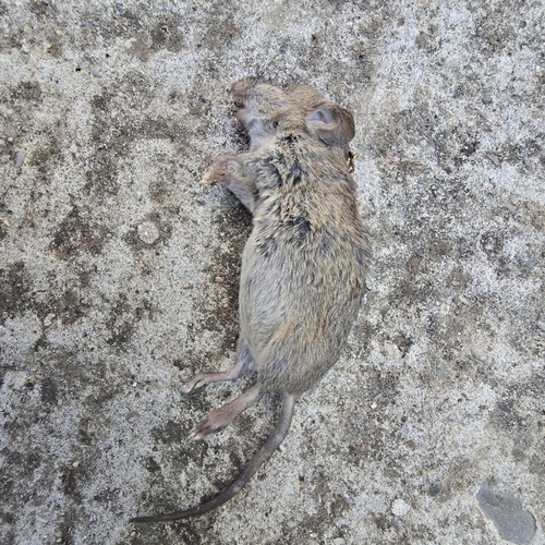 House Mouse