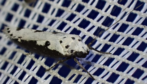 Viper's Bugloss Moth, Lange Dreef, Culemborg, Gelderland, NL, photo 10 of 10