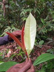 Garcinia atroviridis