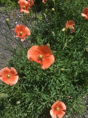 Papaver dubium