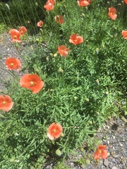 Papaver dubium