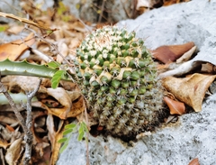 Mammillaria voburnensis