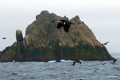 Leucocarbo georgianus