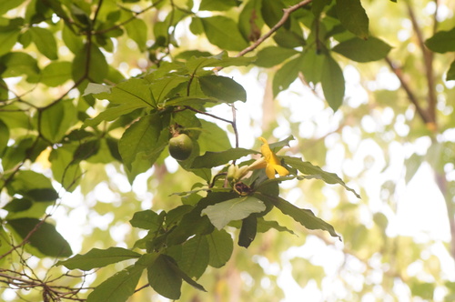 Tabernaemontana glabra