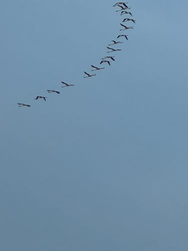 Greater Flamingo