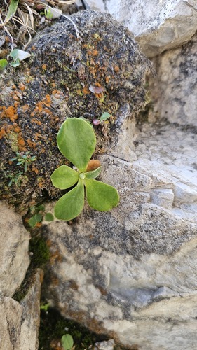 Primula auricula, photograph 4