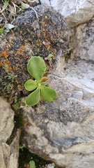 Primula auricula, photograph (c) Claude Kolwelter, some rights reserved (CC BY)