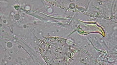 Neonaphorura duboscqi