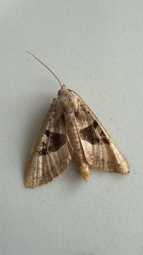 Brown Angle Shades
