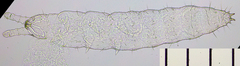 Neonaphorura duboscqi
