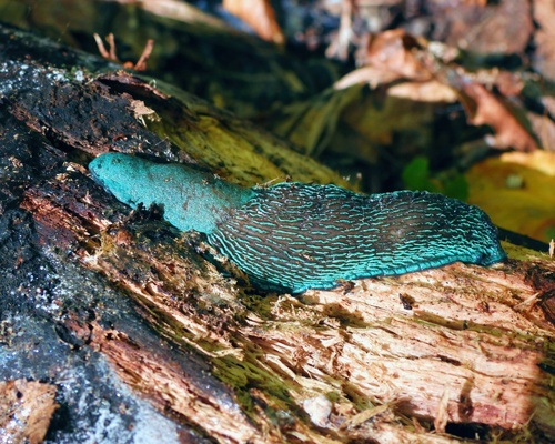 Carpathian Blue Slug