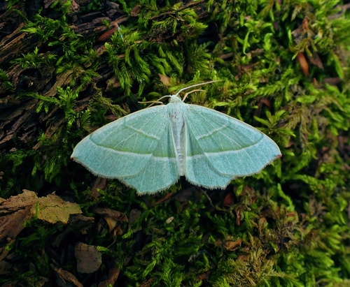 Light Emerald