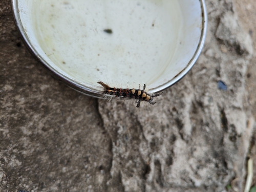 Rusty Tussock Moth
