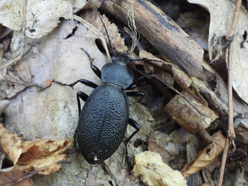 Leather Beetle