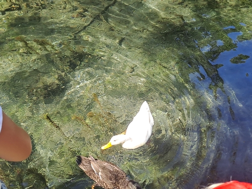 Mallard