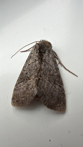 Spruce False Looper Moth