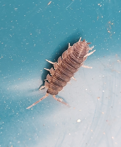 Common Rough Woodlouse