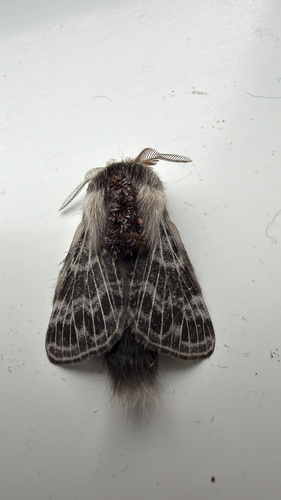 Larch Tolype Moth