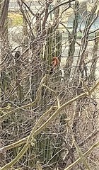 Sciurus granatensis
