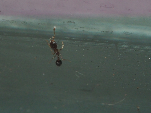 Flower Ant