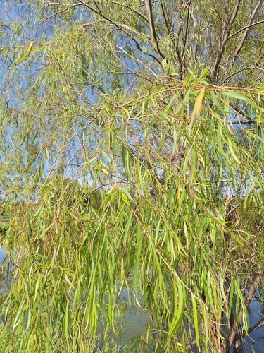 Salix humboldtiana, photograph 3
