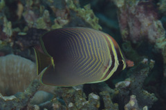 Chaetodon baronessa