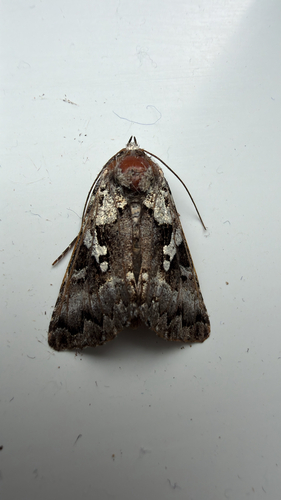 Salt-and-pepper Looper Moth