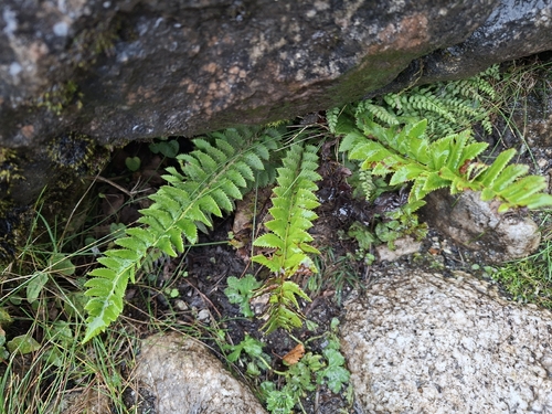 northern holly fern