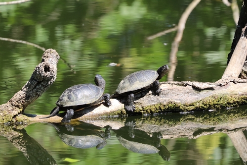 European Pond Turtle