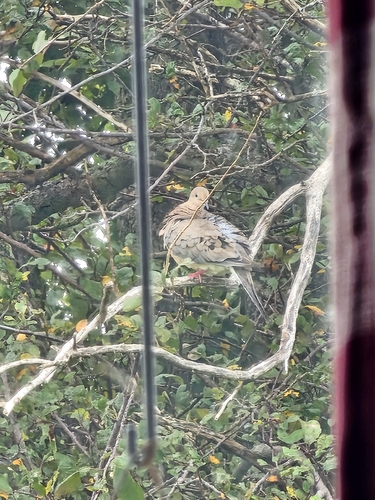 Mourning Dove