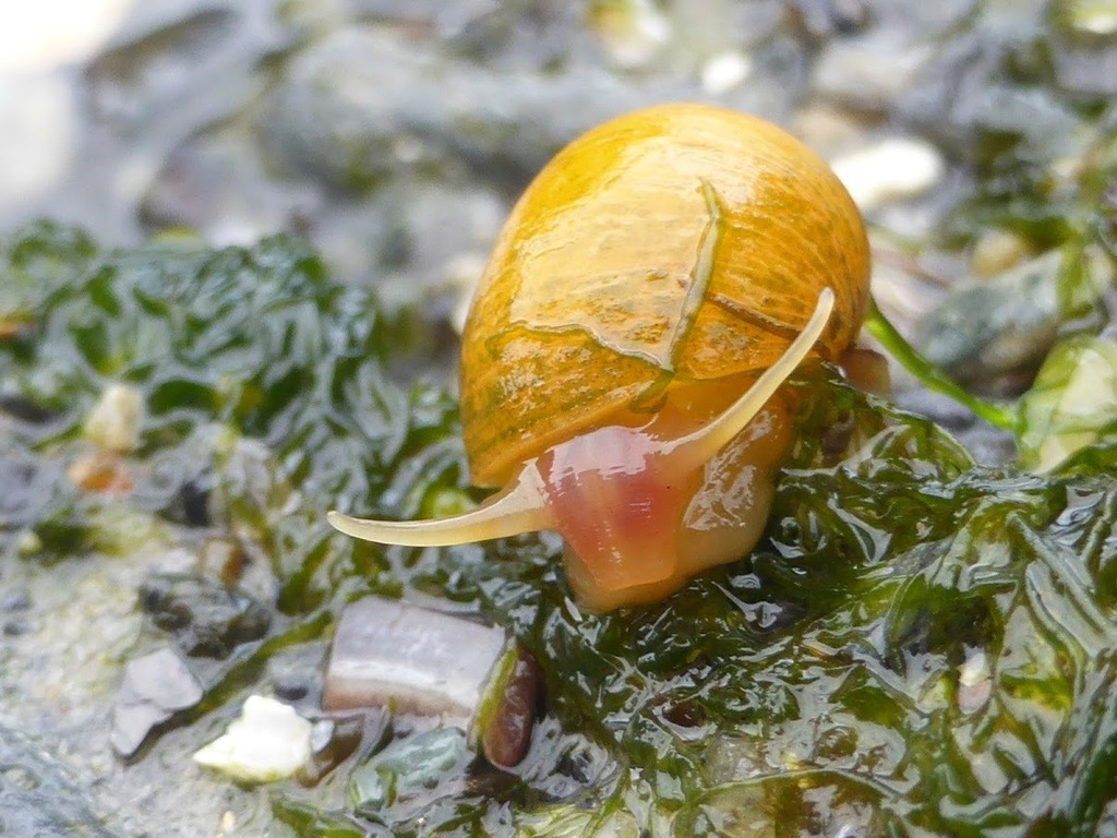 Flat Periwinkle, photo 1 of 10