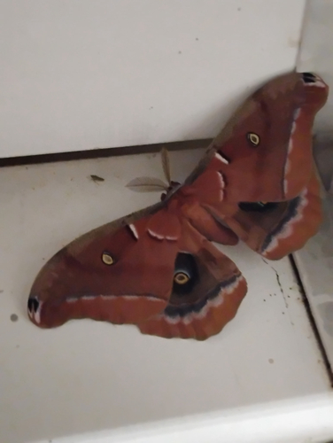 Polyphemus Moth
