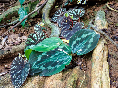Begonia integrifolia observed 2026-08-15