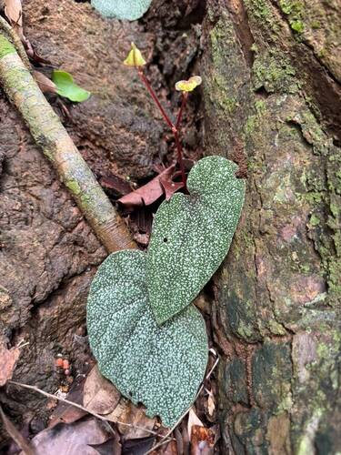 Begonia integrifolia observed 2026-08-15