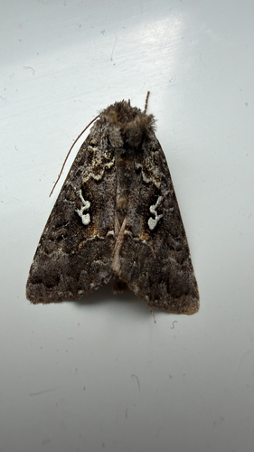 Dusky Silver Υ Moth