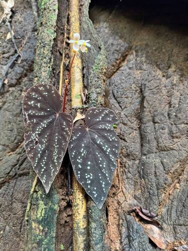 Begonia integrifolia observed 2026-08-15