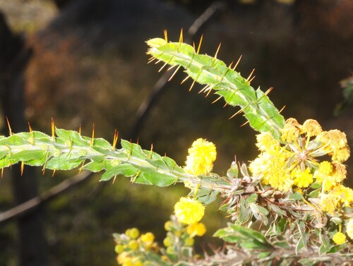 Kangaroo thorn