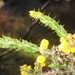 Acacia paradoxa
