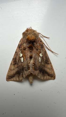 Two-spotted Looper Moth