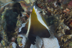 Heniochus varius