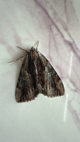 Ultronia Underwing