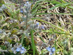 Myosotis stricta