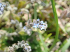 Myosotis stricta