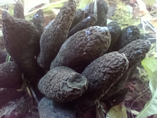 dead man's fingers