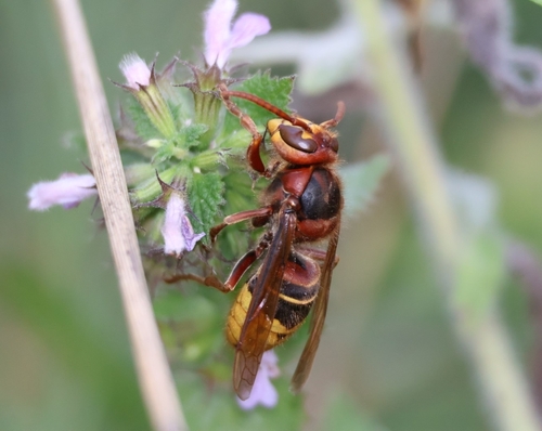 European Hornet